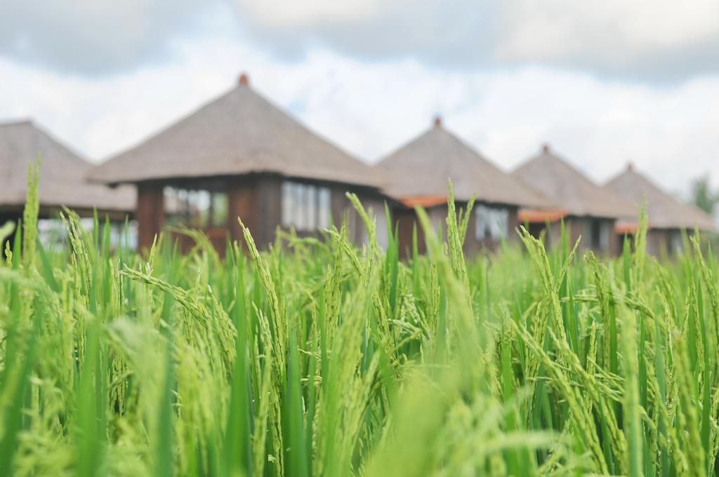 Taman Bintang Villa Ubud Kültér fotó